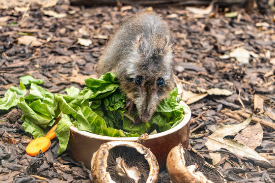 A Long-nosed potoroo - Potorous tridactylus, is feeding