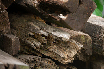 tree trunk with moss