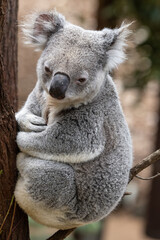 Koala resting in gum tree