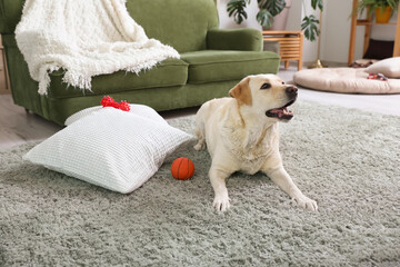 Cute Labrador dog lying on carpet in living room and playing with pet toys