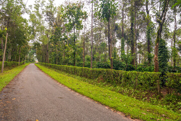 Fototapeta na wymiar coffee plantation view near by road