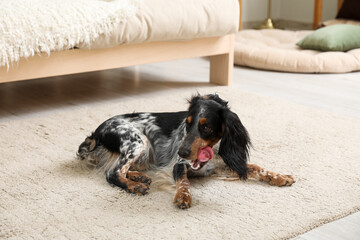 Cute cocker spaniel dog lying on carpet in living room