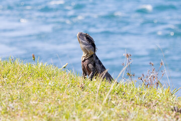 Close up view of Eastern Water Dragon sun bathing in it's native habitat in Queensland, Australia