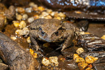Naklejka premium アズマヒキガエル