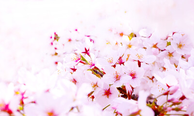 満開の桜のイメージ
