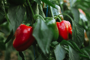 Cultivation of agricultural crops of bell pepper in a greenhouse. Vegetable business