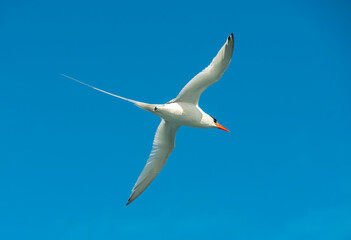 Galapagos Tropic Bird