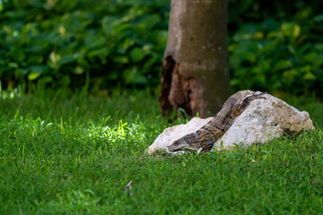 Nature's Camouflage: A Green Iguana Blending Seamlessly in a Verdant Landscape