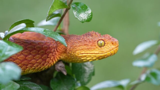 Green Bush Viper stock photo - Minden Pictures