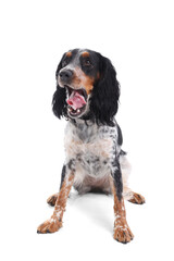 Cute cocker spaniel sitting on white background