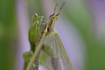 Green Mayfly poised to take flight