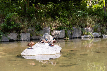 냇가 바위에 앉아 있는 청둥오리들