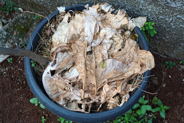 Dried fallen leaves can be used as mulch in pots or raised beds             