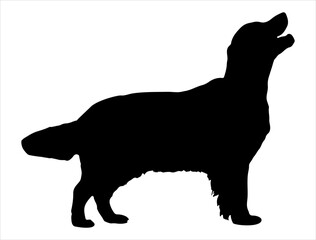 Golden retriever dog silhouette vector art white background