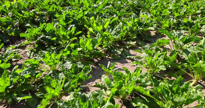 green foliage on sugar beet in a field, a field with green foliage of sugar beet in sunny summer weather