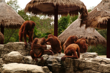 Orang-utan