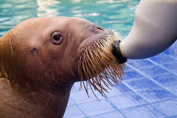 WALRUS 