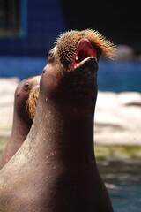 WALRUS 