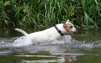 Staffordshire Bull Terrier type dog playing in the river