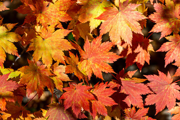 Naklejka na ściany i meble colorful autumn background with orange and red maple leaves in bright sunlight.