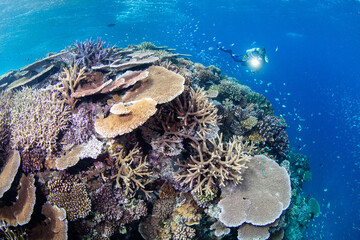 snorkeling scuba diving in the great barrier reef on a sunny day with clear water ocean
