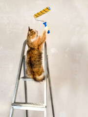 Сat on a stepladder helps to renovate the room. Funny cat with paint roller