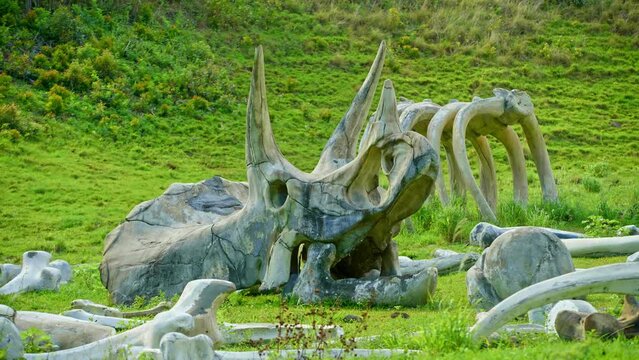Giant Triceratops Skull In Green Valley