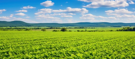 Brazil s extensive soybean plantations greatly contribute to agriculture in the state of Mato Grosso - obrazy, fototapety, plakaty