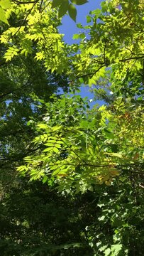 Sky and leaves in September