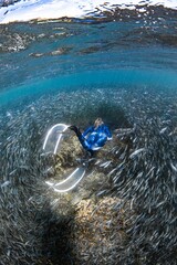 snorkeling in the great barrier reef in between a school of fish