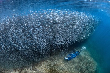 snorkeling in the great barrier reef in between a school of fish