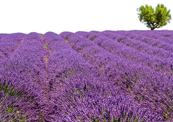 Champ de lavande et amandier en forme de cœur en Provence, fond blanc 