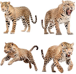 Jaguar (Standing, Roaring, Jumping, Running) 