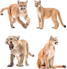 Gordijnen Puma (Running, Standing, Roaring, Sitting) © ZipArt