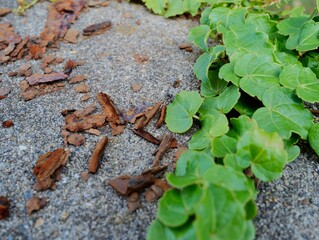鉄くずを囲う緑の葉