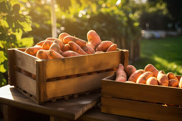Wooden crate full of sweet potatoes