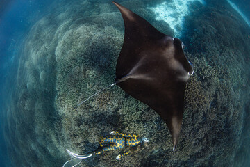 swimming with a beautiful manta ray on the great barrier reef - obrazy, fototapety, plakaty