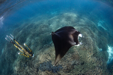 Snorkeling with beautiful manta ray in the great barrier reef