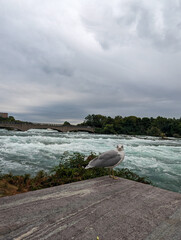 Seagull on a pillar near rapids above the Niagara Falls.