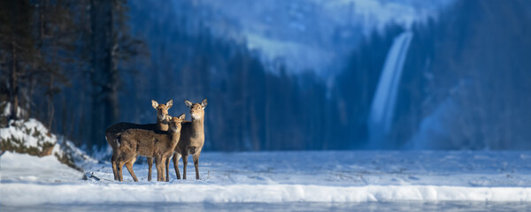 Close three young majestic red deer in winter forest with waterfall. Cute wild mammal in natural environment - 650022584