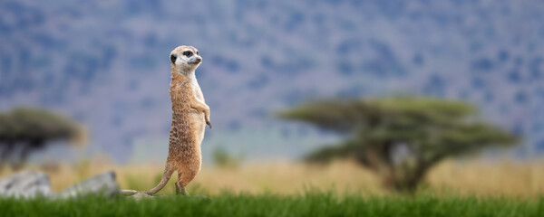 Meerkat standing looking for something.  Suricata suricatta wild predators in natural environment