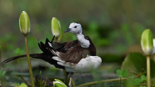 Pheasant tailed Jacana Bird  with Water lily Flower