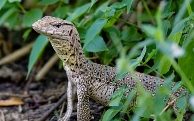 Varanus in grass