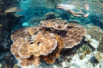 Snorkeling with beautiful corals in a sunny day in the Great Barrier reef