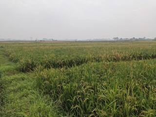 a photo of sprawling rice fields in a village in Indonesia