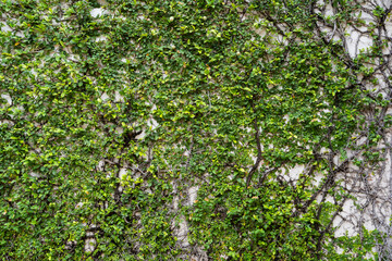 Fototapeta na wymiar Trees clinging to the wall. The ivy clings to the old gray concrete wall of the house. Green branches and leaves creeping on the wall. Ivy elegantly clings to rugged concrete surfaces, adorning walls