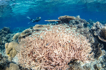 Snorkeling with beautiful corals in a sunny day in the Great Barrier reef
