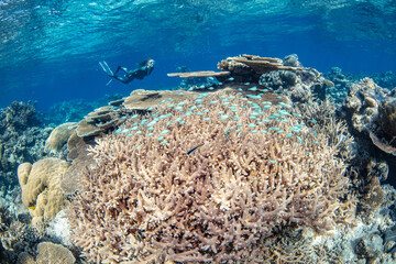 Snorkeling with beautiful corals in a sunny day in the Great Barrier reef