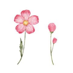 Obraz premium Flower watercolor illustration isolated on white. Pink wildflower