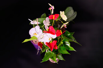 Fototapeta na wymiar A perfect combination of red anthurium flowers and orchid flowers